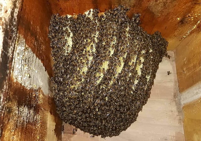 বাক্সগুলো মৌমাছির ‘কলোনি’। ছবি: প্রথম আলো