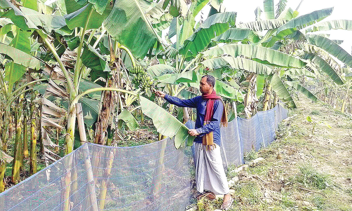 সম্প্রতি ফরিদপুর সদর উপজেলার দুর্গাপুর গ্রামে নিজ খেতে সামাদ কাজী। ছবি: প্রথম আলো