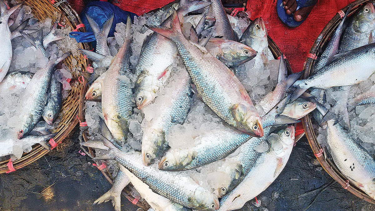 টেকনাফ বাসস্টেশন বাজারে বিক্রি করতে আনা ঝুড়িভর্তি ইলিশ। গতকাল বিকেলে।  প্রথম আলো