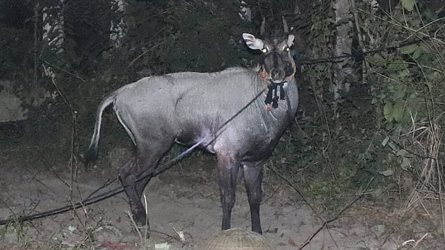নওগাঁর মান্দা উপজেলার জোতবাজার এলাকায় পাওয়া গিয়েছিল নীল গাইটিকে। ছবি: প্রথম আলো