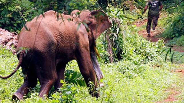 হাতি। প্রতীকী ছবি
