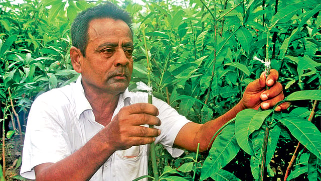 বঙ্গবন্ধু কৃষি পদকপ্রাপ্ত রংপুরের ওহিদ শেখ নিজের বাগান পরিচর্যা করছেন।  প্রথম আলো
