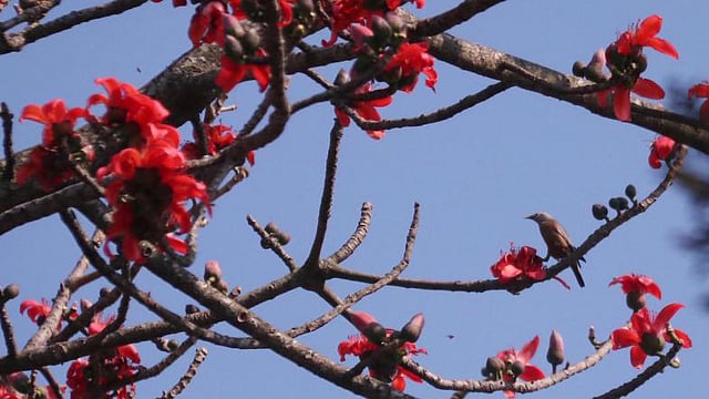 ছবি প্রথম আলো