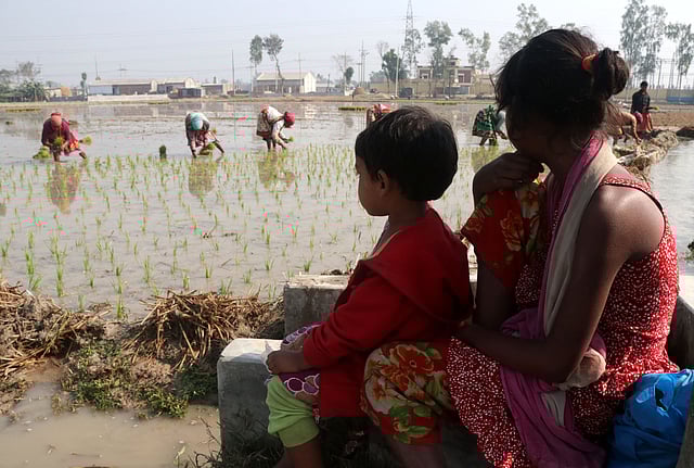 জমির আইলে কোলের সন্তান বসিয়ে রেখে মাঠে বোরো ধানের চারা রোপণে ব্যস্ত সময় পার করছেন নারীরা