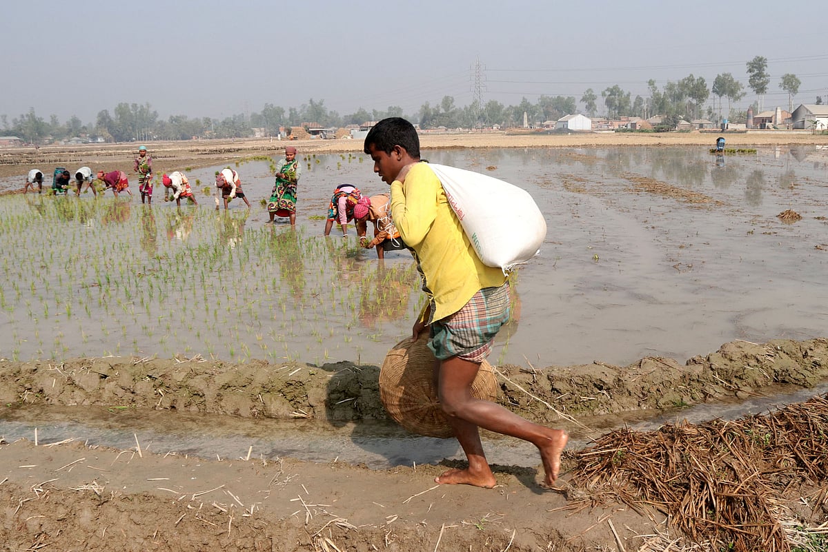 মাঠে বোরোর চারা রোপণের আগে সার দিতে হয়। সেই সার নিয়ে যাচ্ছেন এক কৃষক