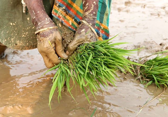 ধানের চারা রোপণ