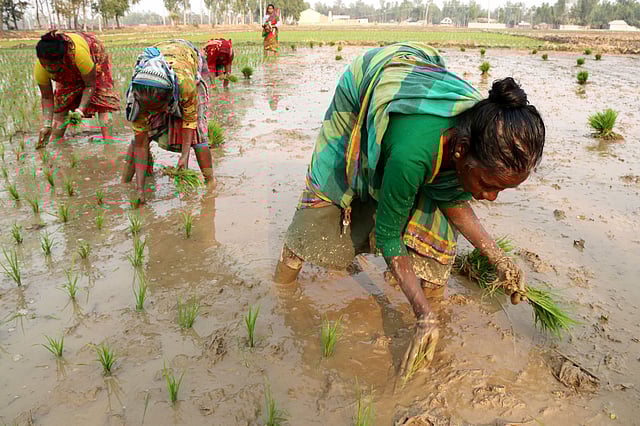 চারা রোপণে অংশগ্রহণ তুলনামূলকভাবে বেশি