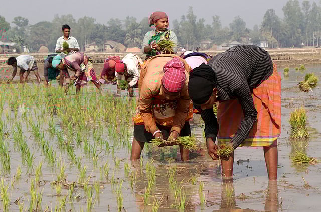 বোরো ধানের চারা রোপণ করছেন নারী-পুরুষ।