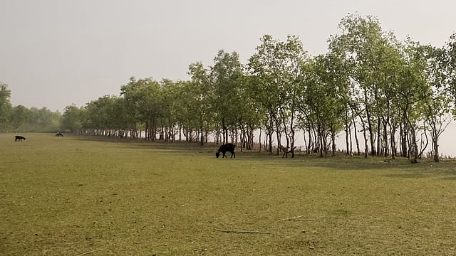 উপকূলে নতুন জেগে ওঠা চরে ৬২ হাজার একর বনভূমি গড়ে তোলা হচ্ছে। তালতলী, বরগুনা, ৪ ফেব্রুয়ারি। ছবি: সাইয়ান