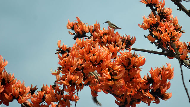 বসন্ত জাগ্রত দ্বারে। গাছে ফোটা রঙিন পলাশ ফুল জানিয়ে দিচ্ছে তারই আগমনী বার্তা। বাবুর বাগান, দাপুনিয়া, পাবনা, ৪ ফেব্রুয়ারি । ছবি:  হাসান মাহমুদ