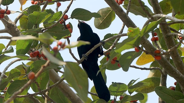 বসন্তের আর দেরি নেই। তাই ফাগুনের গান শোনাতে এসে গেছে কোকিল। সরকারি আজিজুল হক কলেজ, বগুড়া, ০৪ ফেব্রুয়ারি। ছবি: সোয়েল রানা