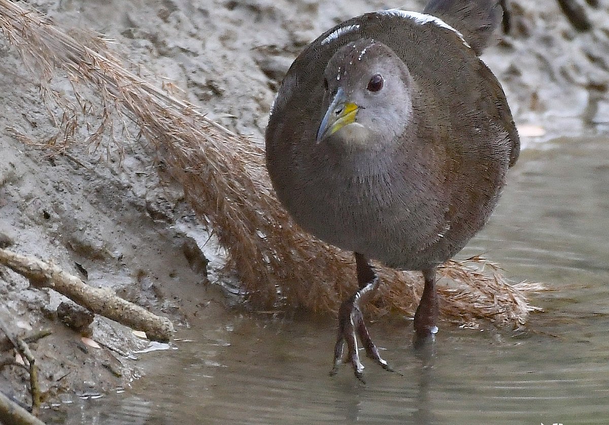 রাজশাহীর গোদাগাড়ী উপজেলার বনভূমি বাবু ডাইংয়ে গত শুক্রবার দুর্লভ প্রজাতির খয়রা ঝিল্লি পাখির দেখা মিলেছে। ছবি: নূর-এ-সাউদ