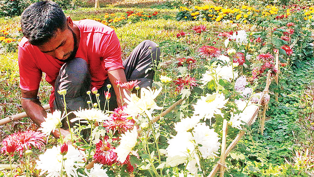 বাগানে নানা জাতের ফুলের পরিচর্যা করছেন মালি। গত রোববার কুমিল্লার বার্ডে।  প্রথম আলো
