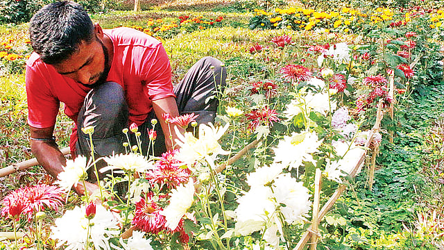 বাগানে নানা জাতের ফুলের পরিচর্যা করছেন মালি। গত রোববার কুমিল্লার বার্ডে।  প্রথম আলো