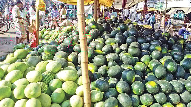 আগাম বলে কদরও বেশি, চড়া দামে বিক্রয় হচ্ছে তরমুজ। টেকনাফের হাটবাজারের বিভিন্ন স্থানে প্রচুর পরিমাণের তরমুজের স্তূপ করা হয়েছে।  গতকাল দুপুরে টেকনাফ পুরাতন বাসস্টেশনে।  প্রথম আলো