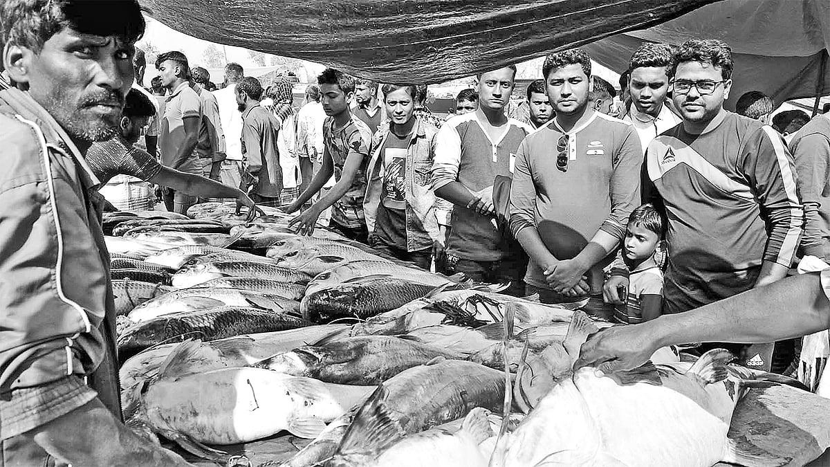 মিঠা পানির বড় বড় মাছ উঠেছে। এসব মাছ কেনার জন্য ভিড় জমেছে। গতকাল বগুড়ার ধুনট উপজেলায় বকচরের মেলায়।  ছবি: প্রথম আলো