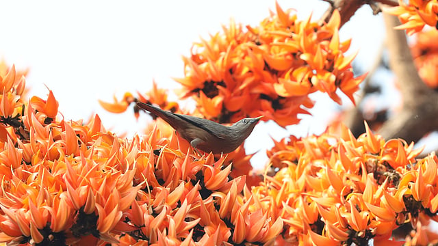 খুবই চঞ্চল ও চতুর পাখি কাঠশালিক।