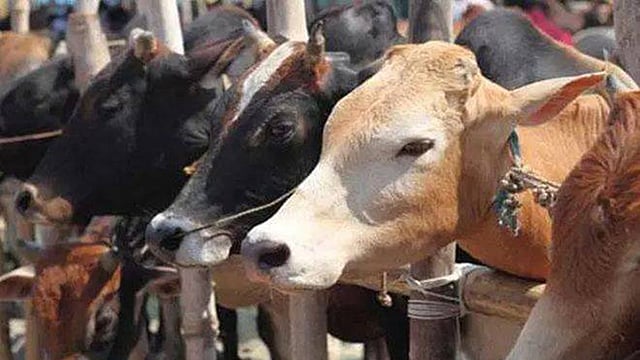 ‘ভবঘুরে’ গরু নিয়ে বিড়ম্বনায় মানুষ। ছবি: রয়টার্স