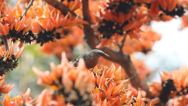 কাঠশালিকের পিঠের রং উজ্জ্বল বাদামি ধূসর। বুক গাঢ় লালচে বাদামি।