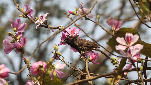 ফুল ফুটেছে, বুলবুলি এসেছে মধু খেতে।