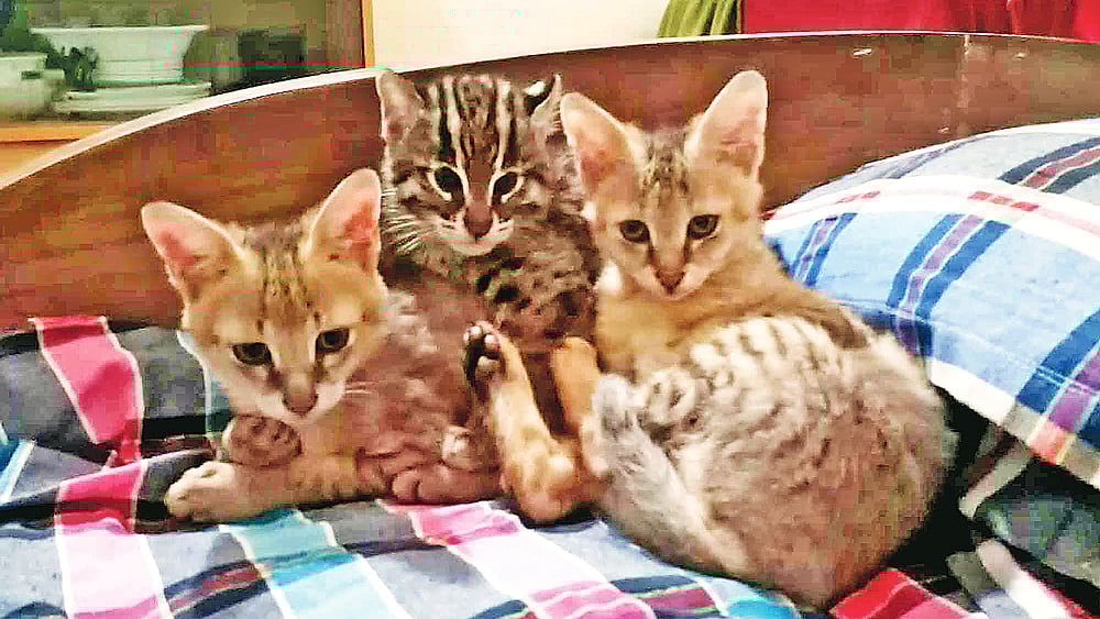বিছানায় একসঙ্গে খুনসুটিতে ব্যস্ত বনবিড়াল ও মেছোবাঘের ছানা। গত ৩০ জানুয়ারি পাখি ও বন্য প্রাণী সেবাকেন্দ্র সোলের কার্যালয়ে।  ছবি: প্রথম আলো