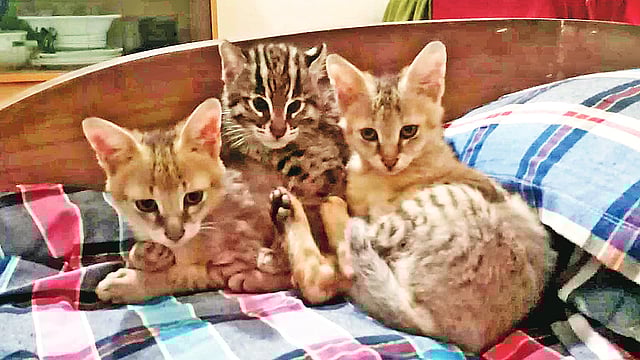 বিছানায় একসঙ্গে খুনসুটিতে ব্যস্ত বনবিড়াল ও মেছোবাঘের ছানা। গত ৩০ জানুয়ারি পাখি ও বন্য প্রাণী সেবাকেন্দ্র সোলের কার্যালয়ে।  ছবি: প্রথম আলো