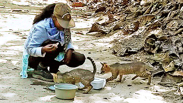 বন বিড়ালের দুটি ছানাকে খাবার দিচ্ছেন তানিয়া খান। গত ১০ ফেব্রুয়ারি লাউয়াছড়া জাতীয় উদ্যানের জানকিছড়া এলাকায়।  ছবি: প্রথম আলো