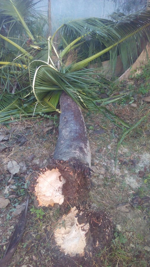 চট্টগ্রামের আনোয়ারা ও কর্ণফুলী উপজেলার কোরীয় রপ্তানি প্রক্রিয়াকরণ অঞ্চলে নারকেলগাছ উপড়ে ফেলেছে বন্য হাতি। ছবি: প্রথম আলো