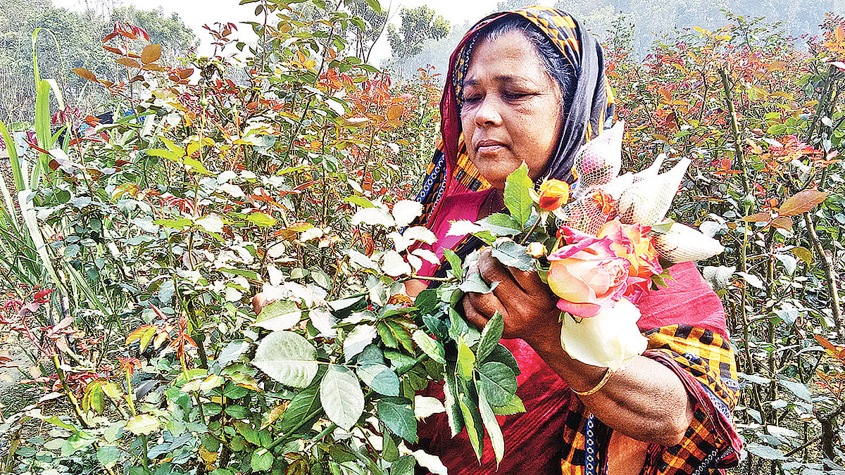 নিজের খেত থেকে ফুল তুলছেন শাহানারা বেগম।  ছবি: প্রথম আলো