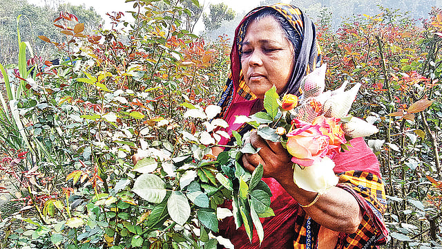 নিজের খেত থেকে ফুল তুলছেন শাহানারা বেগম।  ছবি: প্রথম আলো