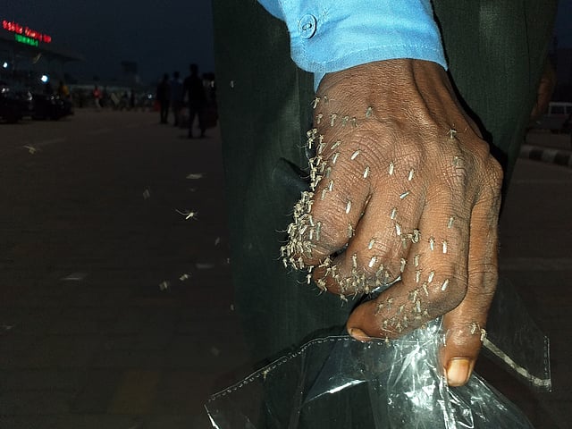 হাতে হামলে পড়েছে মশা। শাহজালাল আন্তর্জাতিক বিমানবন্দর, ঢাকা, ২৩ ফেব্রুয়ারি। ছবি: দীপু মালাকার