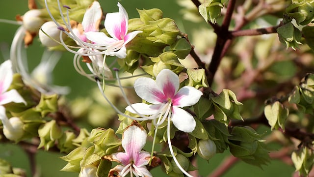 দৃষ্টিনন্দন ভাট ফুল। পোয়ালগাছা, শাজাহানপুর, বগুড়া, ২৫ ফেব্রুয়ারি। ছবি: সোয়েল রানা