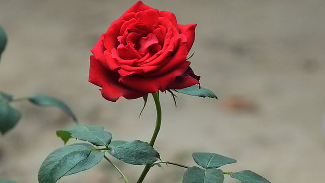 সকালের সব মাধুর্য যেন টুকটুকে লাল গোলাপে মূর্ত। হর্টিকালচার সেন্টার, দীঘিনালা, খাগড়াছড়ি, ২৫ ফেব্রুয়ারি। ছবি: পলাশ বড়ুয়া