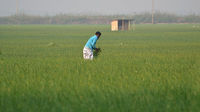 পেঁয়াজের জন্য বিখ্যাত পাবনার সুজানগর উপজেলা। পেঁয়াজের খেতে কাজ করছেন কৃষক। নাজিরগঞ্জ, সুজানগর, পাবনা, ২৫ ফেব্রুয়ারি। ছবি: হাসান মাহমুদ