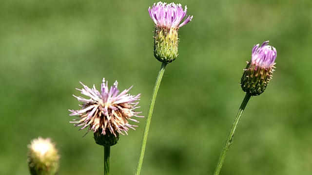 প্রকৃতিতে সৌন্দর্য ছড়াচ্ছে বুনোফুল। পোয়ালগাছা, শাজাহানপুর, বগুড়া, ২৫ ফেব্রুয়ারি। ছবি: সোয়েল রানা
