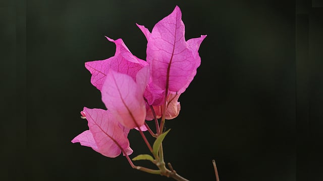 বাগানবিলাসের রূপমাধুর্য। জয় নার্সারি, খাগড়াছড়ি, ২৫ ফেব্রুয়ারি। ছবি: নীরব চৌধুরী