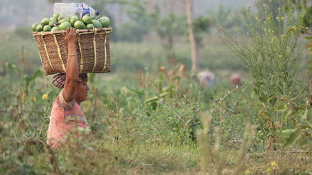 চেঙ্গী নদীর পারে খেত থেকে বেগুন সংগ্রহ করে বাড়িতে নিয়ে যাচ্ছেন এক নারী। স্থানীয় সাপ্তাহিক হাটে এই বেগুন প্রতি কেজি ১০ থেকে ১৫ টাকায় বিক্রয়  হয়। মেম্বারপাড়া, খাগড়াছড়ি, ২৫ ফেব্রুয়ারি। ছবি: নীরব চৌধুরী