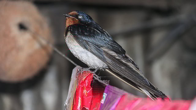 টং দোকানে ঝোলানো তারে আশ্রয় নিয়েছে একটি আবাবিল পাখি। দশগেট, বটিয়াঘাটা, খুলনা, ২৪ ফেব্রুয়ারি। ছবি: সাদ্দাম হোসেন