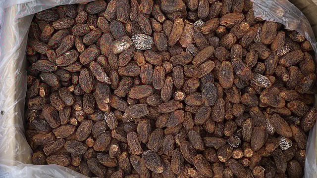 দুর্গন্ধযুক্ত খোরমাগুলো পচে গেছে।