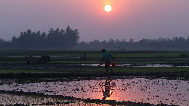 লাল আভা ছড়িয়ে অস্ত যাচ্ছে সূর্য। দিন শেষ হলেও কাজ শেষ হয়নি কৃষকের। দুবলিয়া, পাবনা, ২৫ ফেব্রুয়ারি। ছবি: হাসান মাহমুদ