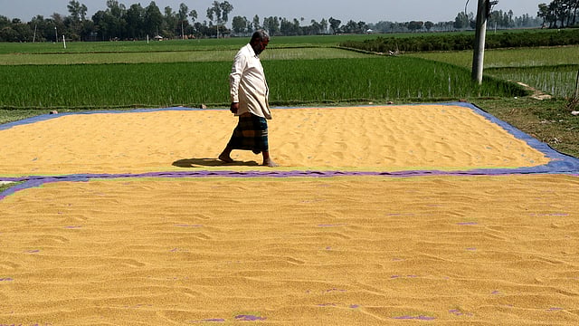 খেতের পাশে খোলা জায়গায় সরিষা শুকাতে দিয়ে নেড়ে দিচ্ছেন এক ব্যক্তি। শাজাহানপুর, বগুড়া, ২৫ ফেব্রুয়ারি। ছবি: সোয়েল রানা