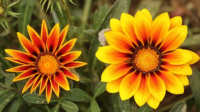 সবুজ পাহাড়ে ফুটেছে নজরকাড়া শীতের গাজানিয়া ফুল। জয় নার্সারি, খাগড়াছড়ি, ২৫ ফেব্রুয়ারি। ছবি: নীরব চৌধুরী