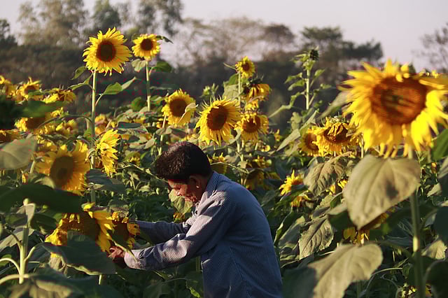 সূর্যমুখী বাগানের যত্ন নিচ্ছেন আনসার আহমদ। এবার তিনি প্রথমবারের মতো এক বিঘা জমিতে সূর্যমুখীর চাষ করেছেন।