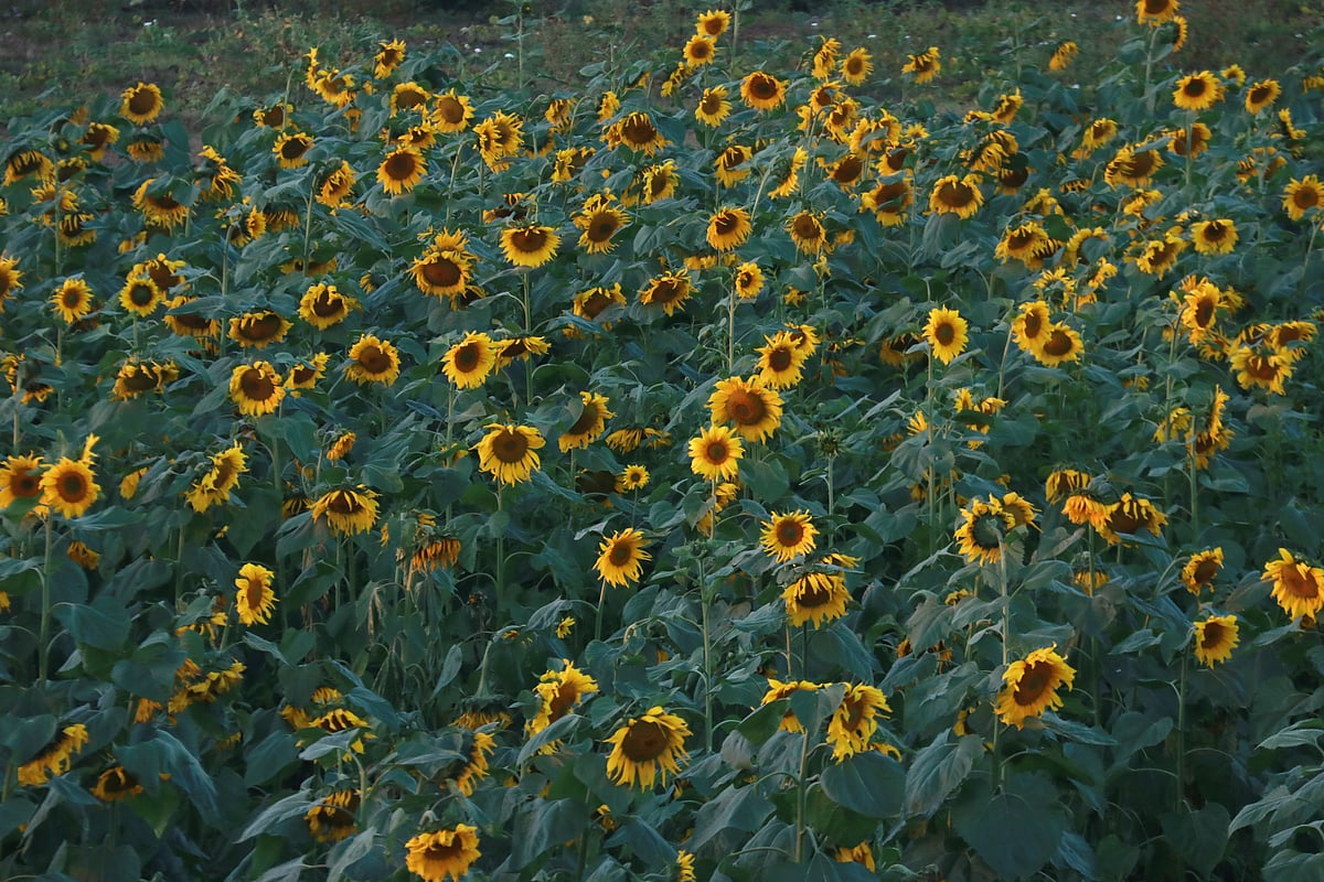 বাণিজ্যিকভাবে সূর্যমুখী ফুল চাষে চাষিদের আগ্রহ বাড়ছে। খেতজুড়ে সূর্যমুখী ফুলের হাসিতে মন জুড়িয়ে যায়।