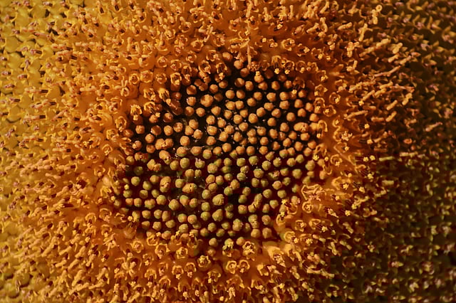 এই ফুলের বিচি থেকে তৈরি হবে তেল।