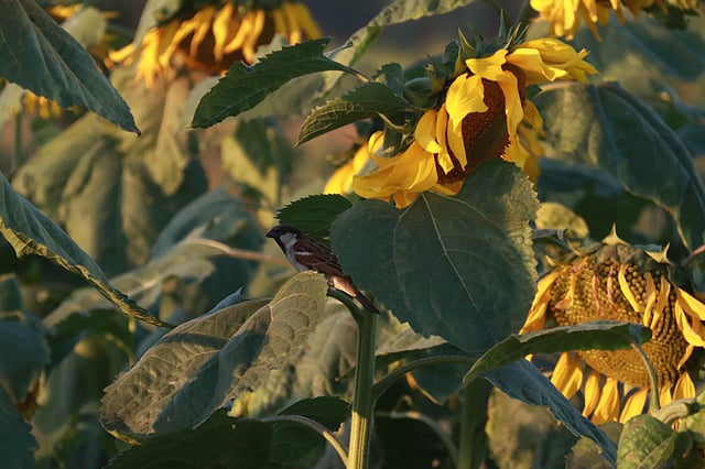 ফুলের খেতে ছোট্ট চড়ুই পাখি।