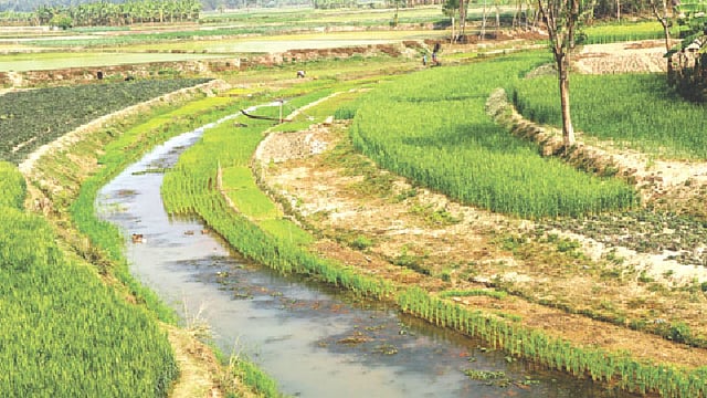 করতোয়া নদীর বুকে চলছে চাষাবাদ। সম্প্রতি বগুড়ার শিবগঞ্জ মসলা গবেষণা কেন্দ্র এলাকায়।