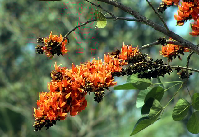 ফাগুনে ফুটেছে পলাশ ফুল। সবুজ নগর, মঠবাড়িয়া উপজেলা, পিরোজপুর, সাম্প্রতিক ছবি। ছবি: এ কে এম ফয়সাল