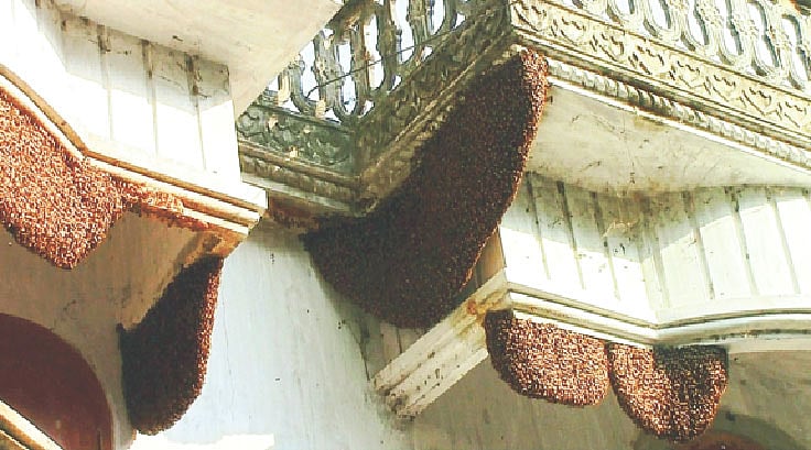 ৫০টির বেশি মৌমাছির চাক বাসা বেঁধেছে বাড়িটিতে। গত শুক্রবার মাদারীপুর সদর উপজেলার মস্তফাপুর ইউনিয়নের দক্ষিণ খাকছাড়া এলাকায়।  ছবি: প্রথম আলো