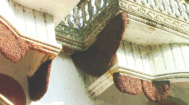 ৫০টির বেশি মৌমাছির চাক বাসা বেঁধেছে বাড়িটিতে। গত শুক্রবার মাদারীপুর সদর উপজেলার মস্তফাপুর ইউনিয়নের দক্ষিণ খাকছাড়া এলাকায়।  ছবি: প্রথম আলো